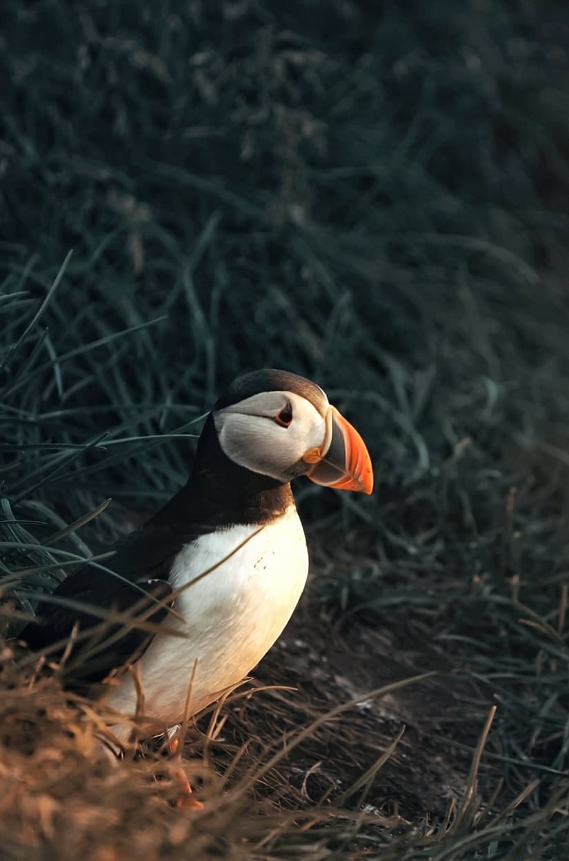 Wildlife
